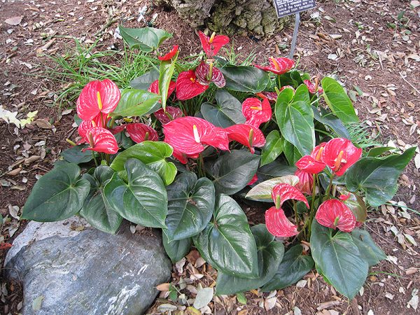 Anthurium friedrichsthalii (M)