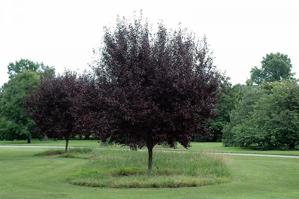 Newport Ornamental Plum #7