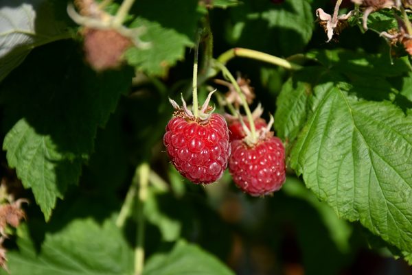 Raspberry Canby Red #1