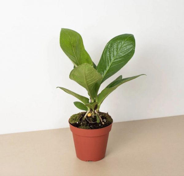 Anthurium Cobra 4In