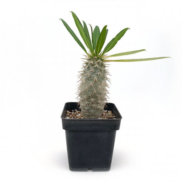 Madagascar Palm 10In