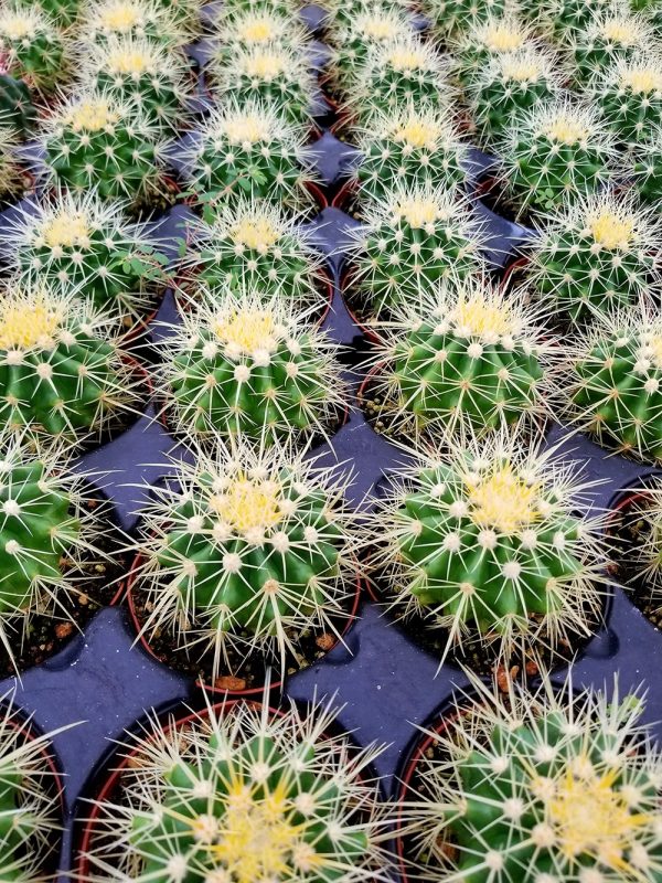 Cactus Golden Barrel 10In