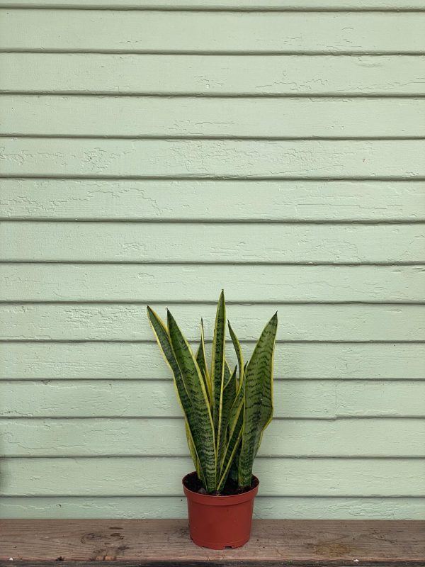Sansevieria Laurentii 10In