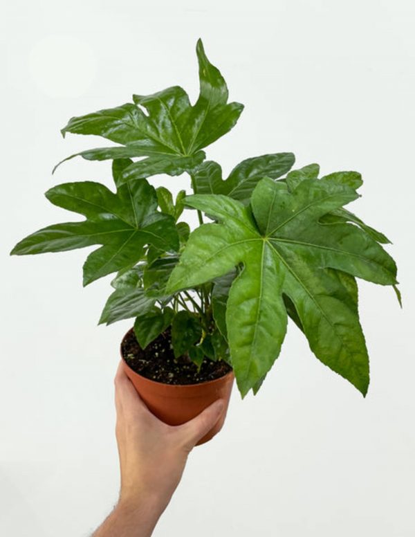 Fatsia Japonica SW 4.5In