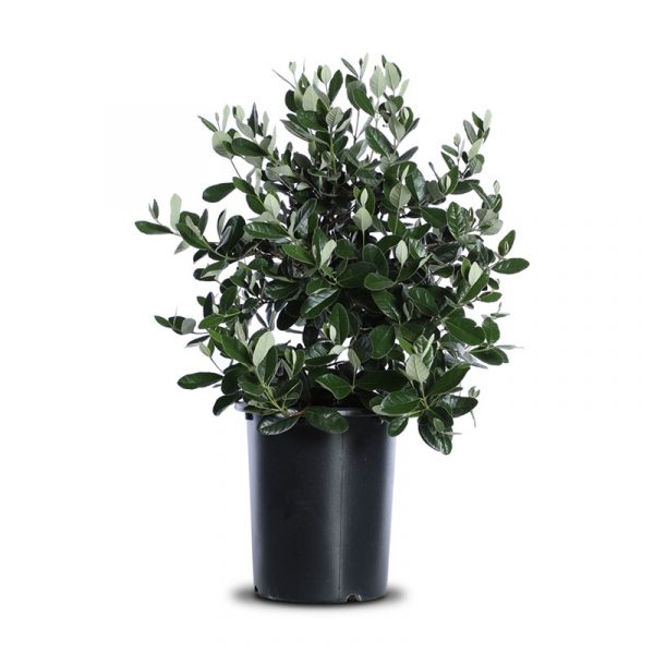 Feijoa Sellowiana 4.5In