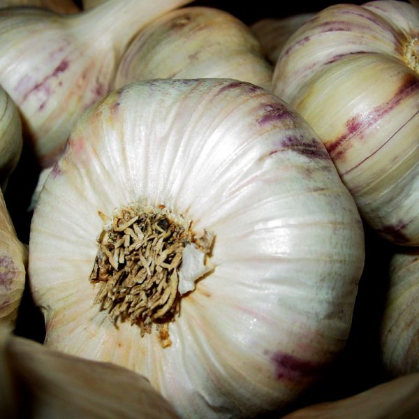 Garlic Inchelium Red Certified Organic