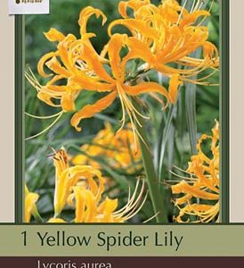 Lily Bulb Yellow Spider Aurea