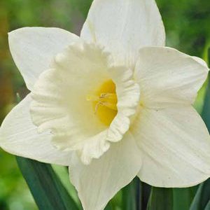 Narcissus Bulb Mount Hood 10pp