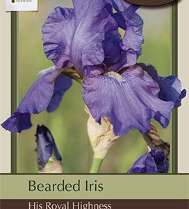 Iris Brd His Royal Highness 1pp