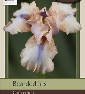 Iris Beard Concertina