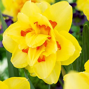 Narcissus Bulb Tahiti 8pp