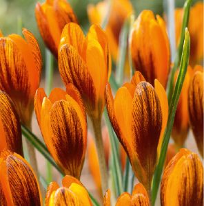 Crocus Orange Monarch Bulk