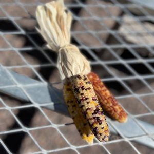Mini Indian Corn Bundle