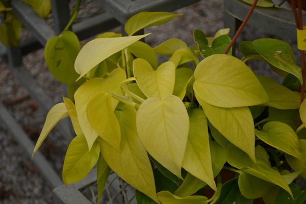 Pothos Neon HB 10In