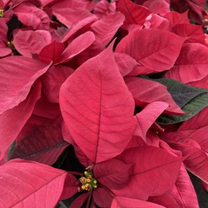 Poinsettia 6.5in Burgundy