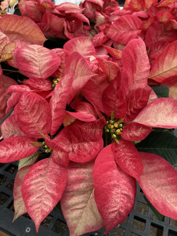 Poinsettia 6.5in Ice Crystal