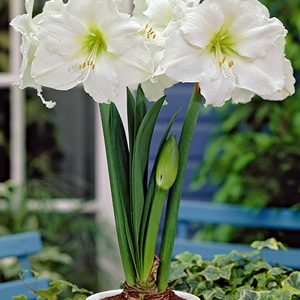 Netherland Amaryllis Christmas Gift- Large Bulb