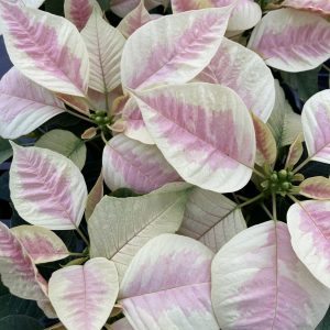 Poinsettia 4.5in Marble