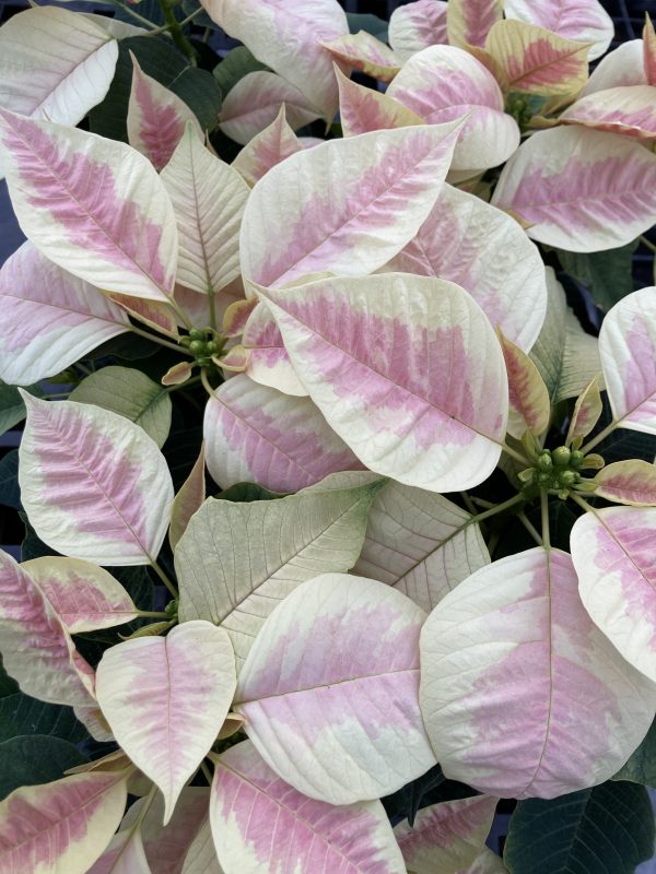 Poinsettia 4.5in Marble
