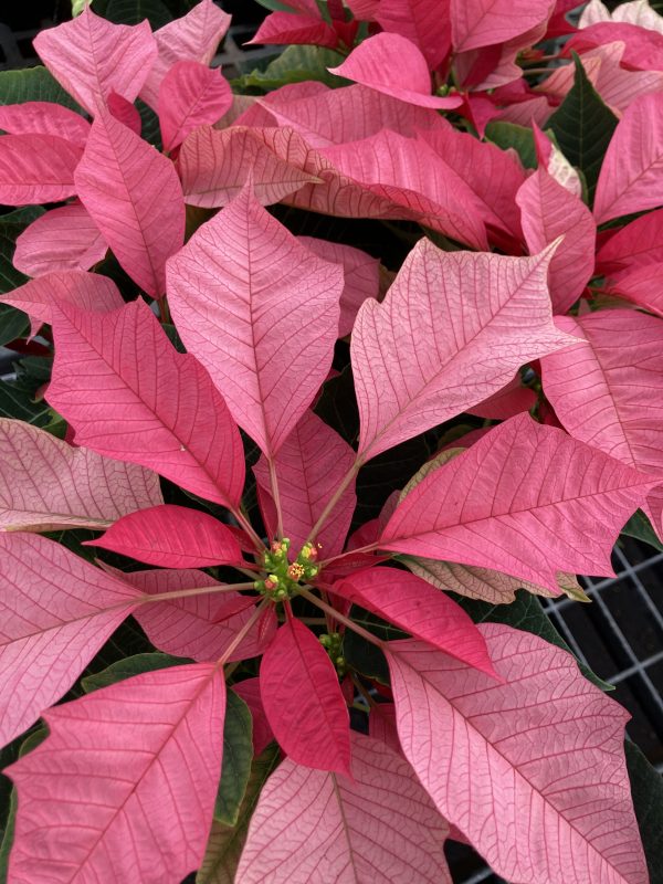 Poinsettia 4.5in Pink