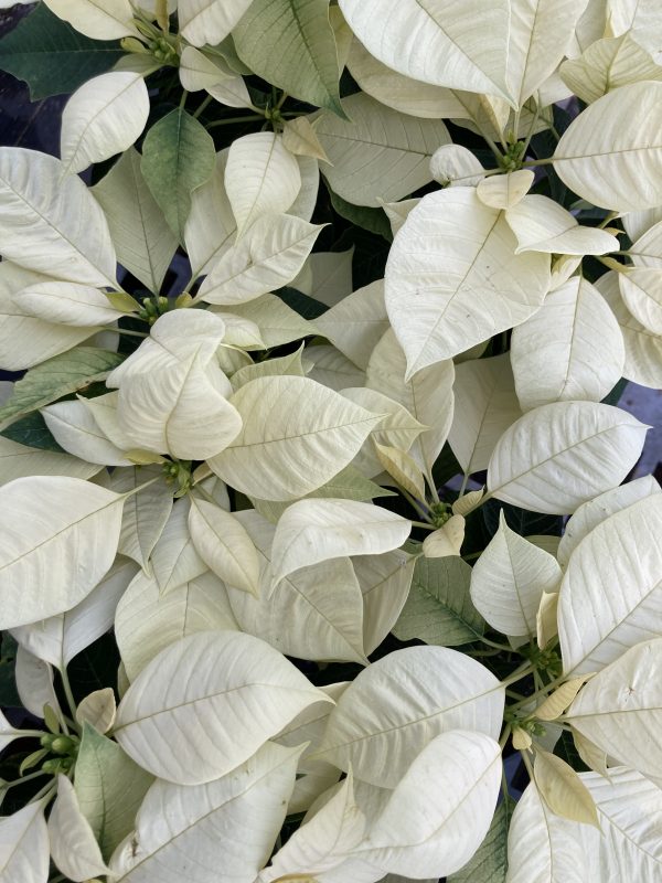 Poinsettia 4.5in White