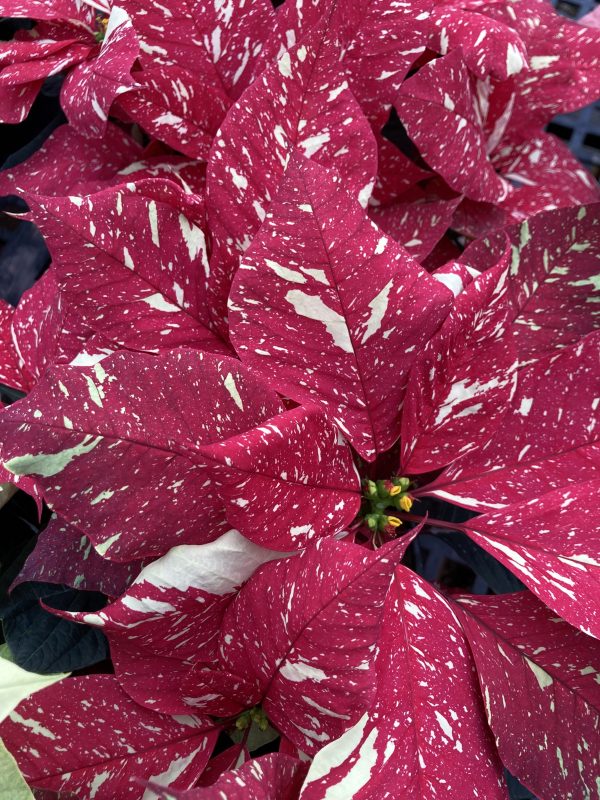 Poinsettia 6.5in Jingle Bells
