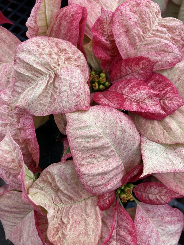 Poinsettia 6.5in Picasso