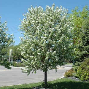 Spring Snow Flowering Crab #10