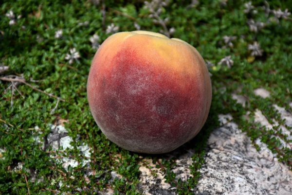 Peach Contender #7