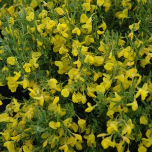 Spanish Gold Broom #1