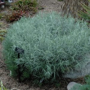Rabbitbrush Rubber #1