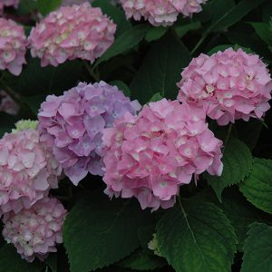 Hydrangea Endless Summer BloomStruck#2