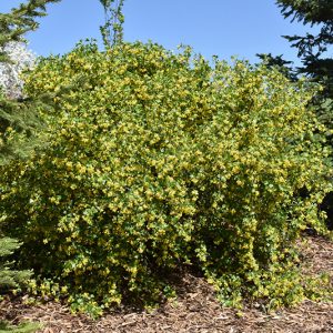 Golden Flowering Currant #1