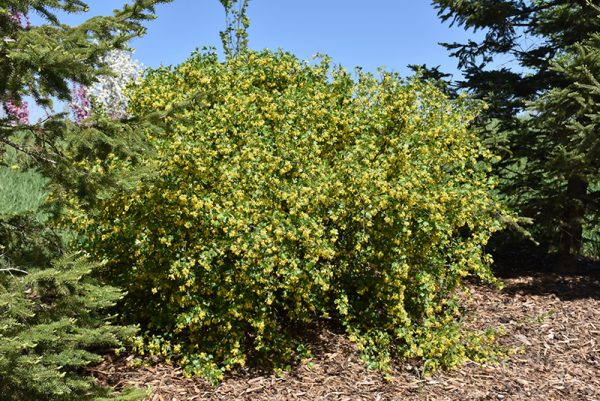 Golden Flowering Currant #1