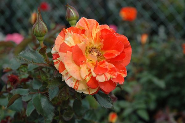 Rose Oranges n Lemons #3