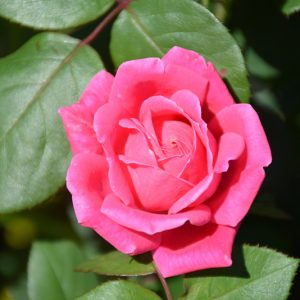Pink Double Knock Out Rose #2