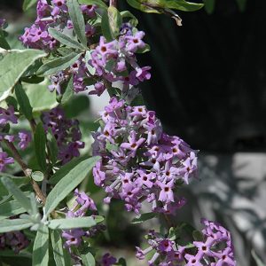 Argentea Alternate Leaf Butterfly Bush #1