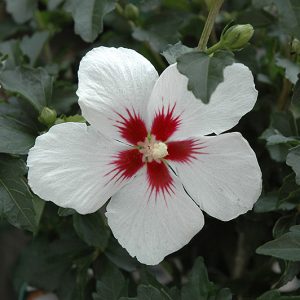 Lil' Kim&reg; Rose of Sharon #3