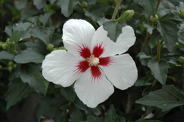 Lil' Kim® Rose of Sharon #3