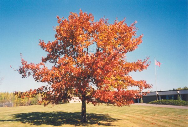 Oak Red #3