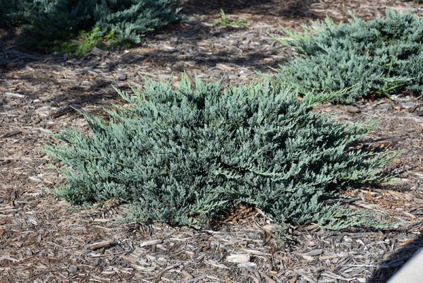 Blue Chip Juniper #1