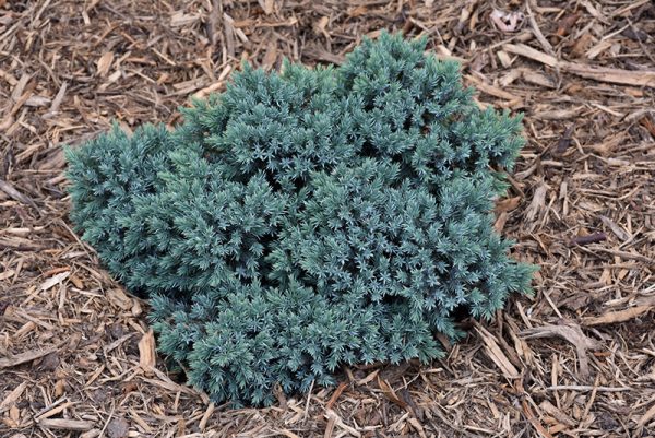 Blue Star Juniper #2