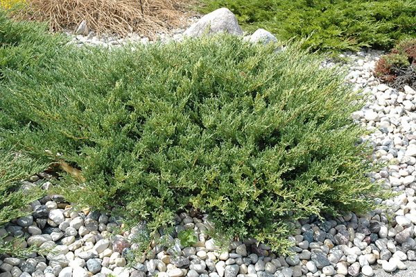 Andorra Juniper #5