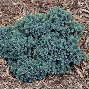 Blue Star Juniper #3