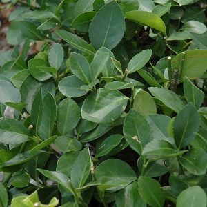 Manhattan Spreading Euonymus #6