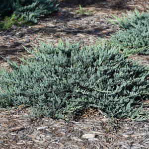 Blue Chip Juniper #2