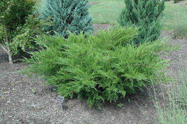 Sea Green Juniper #5