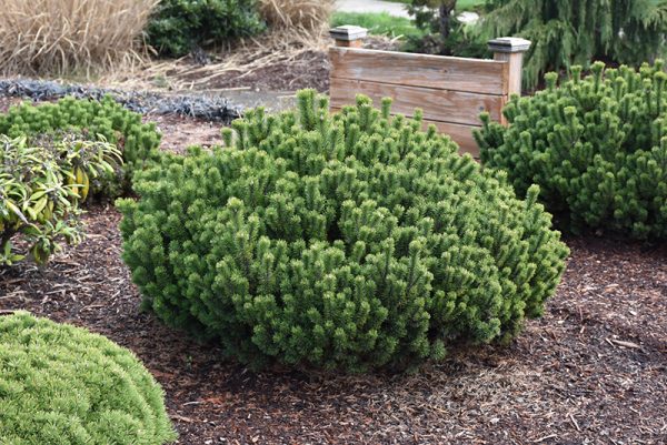 Slowmound Mugo Pine #3