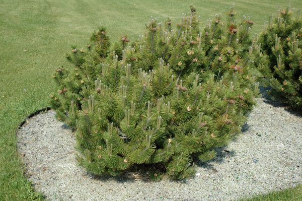 Dwarf Mugo Pine #5