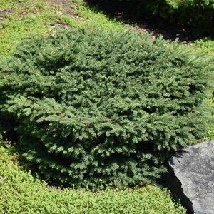 Birds Nest Spruce #2